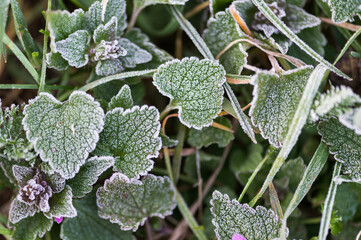 Frost covered green leaves in early morning close up