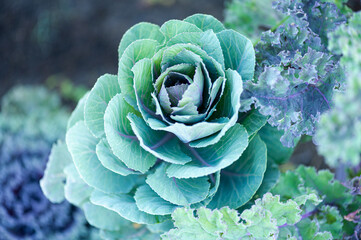Ornamental cabbage plant with decorative green and purple leaves
