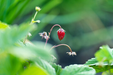 Wild strawberry fruit growing on plant close up