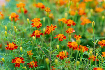 Orange marigold flowers blooming in garden close up