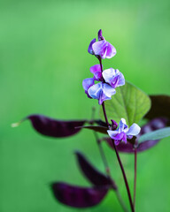 Purple hyacinth bean flower with pods close up