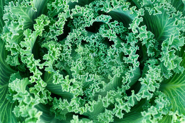 Curly green ornamental kale close up macro