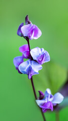 Purple hyacinth bean flowers macro close up