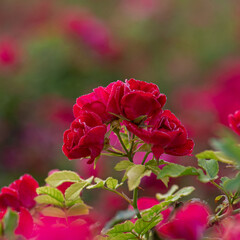 Dew-covered red roses in morning light