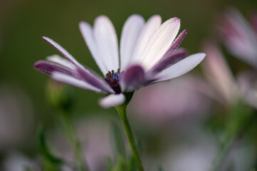 White daisy with purple accents and dewdrops in morning light