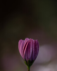 Closed violet daisy bud with dewdrops in soft light