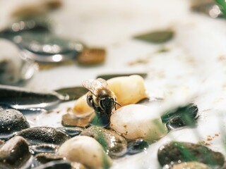 A Honeybee drinks thirstily from a small pool, the surface dotted with smooth pebbles and pale...