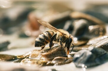 A close-up captures a European honeybee as it delicately drinks from a shallow pool surrounded by small rocks and glistening water droplets during daylight hours