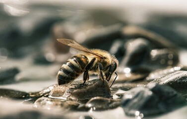 A fuzzy honeybee perched atop a rock and amongst glistening water. The bee is drinking and preparing for flight on a sunny afternoon in its natural habitat