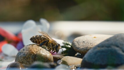 A honeybee rests on a wet stone surrounded by other stones and fallen flower petals. It's an afternoon in a suburban garden, with water droplets glistening under a gentle sun