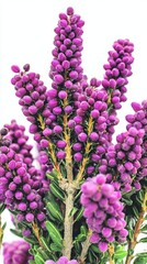 Fototapeta premium Vibrant purple flowers blossom among green foliage in a close-up view, showcasing nature's beauty in full detail