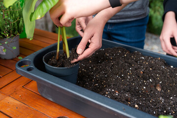 Hands repotting a green leafy plant into a black container with fresh soil on a wooden table...