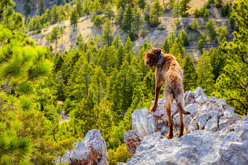 Cute Large Dog Hiking Companion Looking Over the Mountain