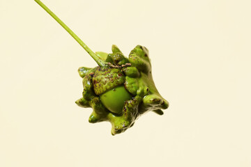 Outgrowth or gall on acorn, knopper gall, caused by gall wasp Andricus quercuscalicis