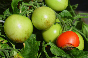 Tomatoes with blossom-end rot close up