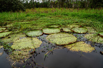 Große schalenförmige Blätter der Amazonas Riesenseerose Victoria amazonica