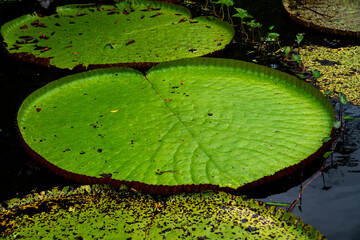 Großes grünes Blatt der Amazonas Riesenseerose mit aufrechtem Rand und sternförmiger Struktur