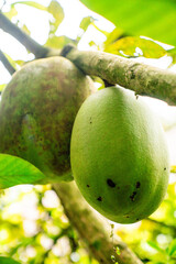 Zwei große ovale Früchte hängen an einem Ast in den Tropen