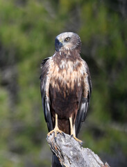 aguila lagunero macho