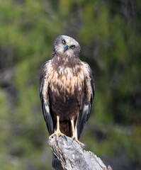 aguila lagunero macho