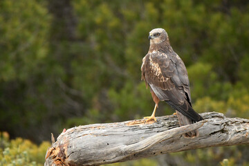 aguila lagunero macho