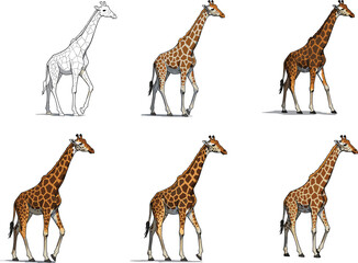 Giraffe illustration set, walking giraffe vector art, cartoon giraffe drawing, African wildlife animal, tall giraffe design, cute giraffe artwork