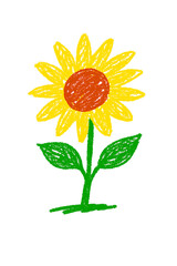 Yellow sunflower with red center drawn in crayon on a white background drawing isolated on a transparent background