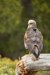 aguila lagunero macho