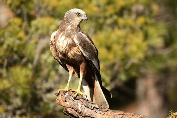 aguila lagunero macho