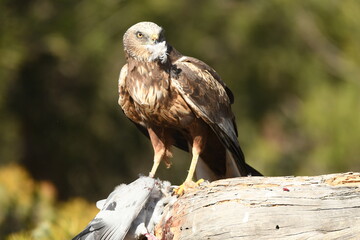 aguila lagunero macho