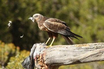 aguila lagunero macho