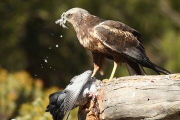 aguila lagunero macho