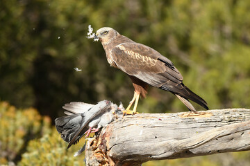 aguila lagunero macho