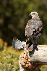 aguila lagunero macho