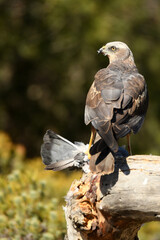 aguila lagunero macho