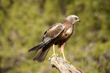 aguila lagunero macho