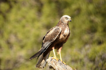 aguila lagunero macho