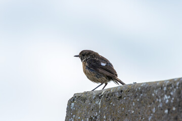 Female European Stonechat (Saxicola rubicola), common in coastal scrub and heathland across Europe
