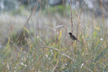 Female European Stonechat (Saxicola rubicola), common in coastal scrub and heathland across Europe