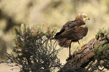 aguila lagunero macho