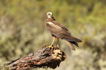 aguila lagunero macho
