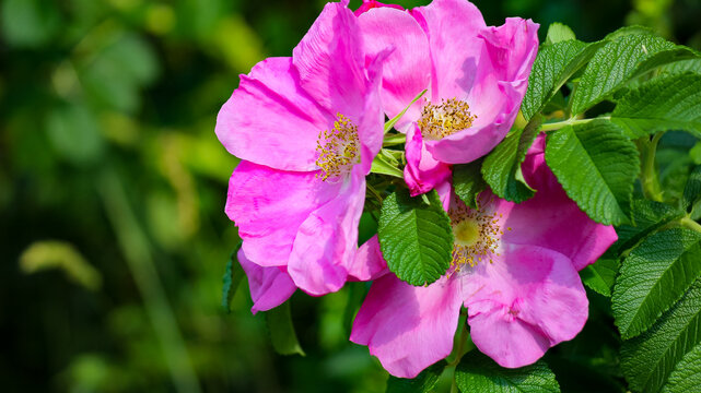 Pink Ramanas Rose (Rosa rugosa) Flower Macro - East Asian Species for Gardening and Seedling Sales