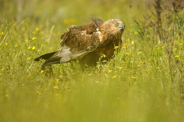 aguila lagunero macho