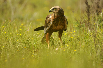 aguila lagunero macho