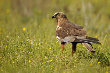 aguila lagunero macho