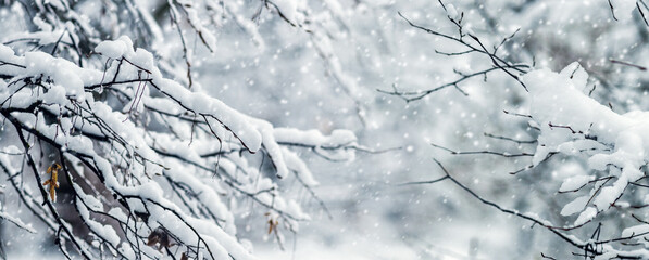 snow covered tree branches during heavy snowfall, natural winter beauty and silence in an...