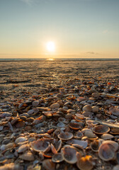 Muscheln am Strand 