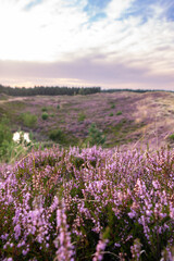 Heideblüte 