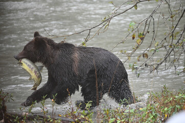 brown bear in the wild