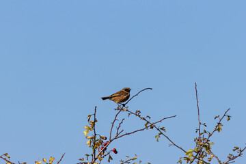 Female European Stonechat (Saxicola rubicola), common in coastal scrub and heathland across Europe